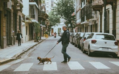 Apprendre à votre chien à traverser la route: nos conseils