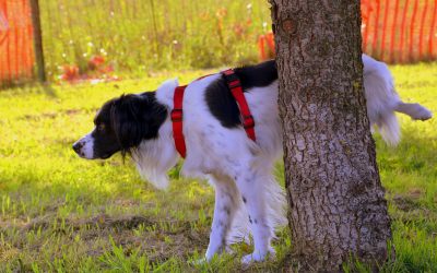 Comment apprendre à un chien à faire ses besoins dehors: nos conseils