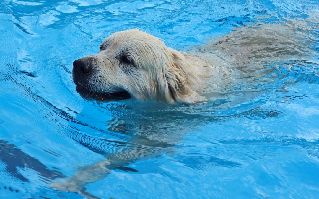Apprendre à votre chien à nager: les étapes à suivre