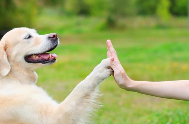 Dressage de chiens : les 5 méthodes qui ont fait leurs preuves