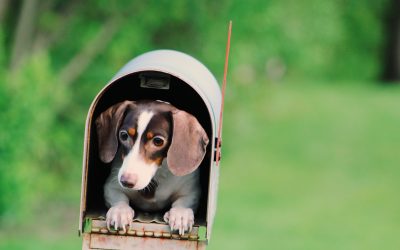 Comment apprendre à votre chien à rapporter le courrier?