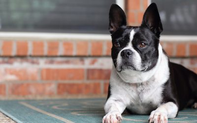 Apprendre à votre chien l’ordre « pas bouger »: nos conseils