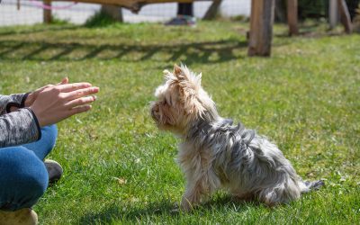 Pourquoi et comment apprendre à son chien à reculer: nos conseils