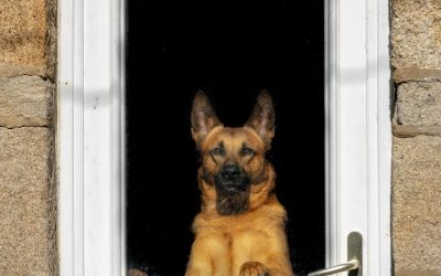 Comment apprendre à son chien à fermer les portes: nos conseils