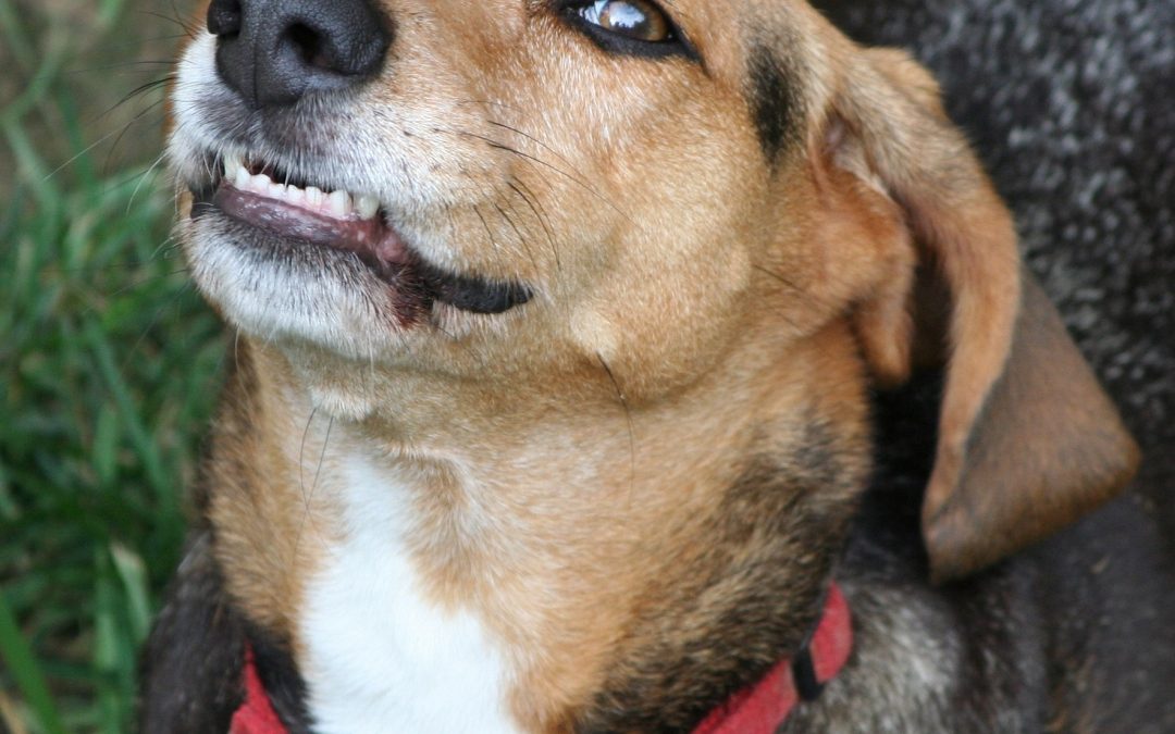 Comment gérer un chien qui claque des dents