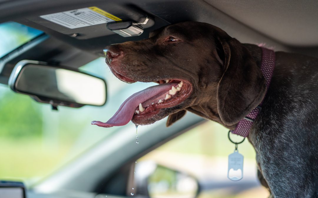 Gérer un chien qui aboie en voiture: nos conseils